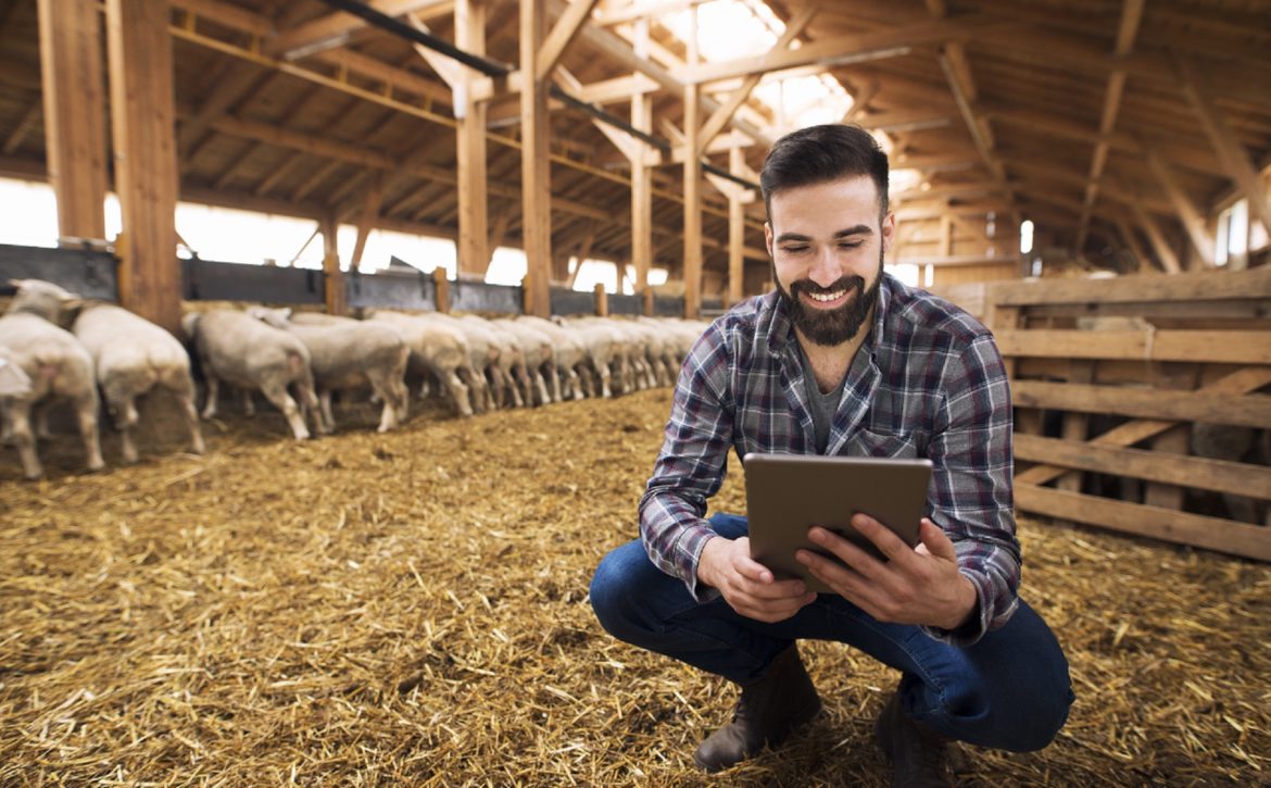 Portrait of successful caucasian farmer cattleman in sheep barn.